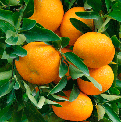 Mandarin Natural Blend Essential Oil 3